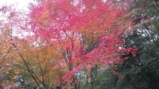 グラデーション紅葉20130001.jpg