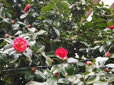 P2259758.jpg