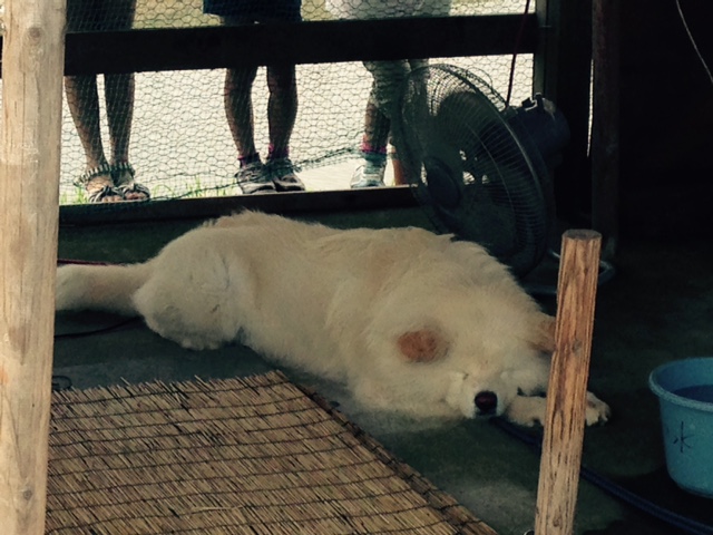わさお寝る.jpg