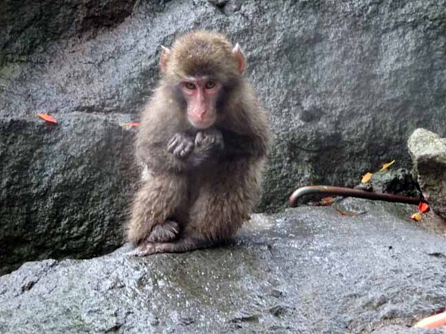 雨の日の猿君 (1).JPG