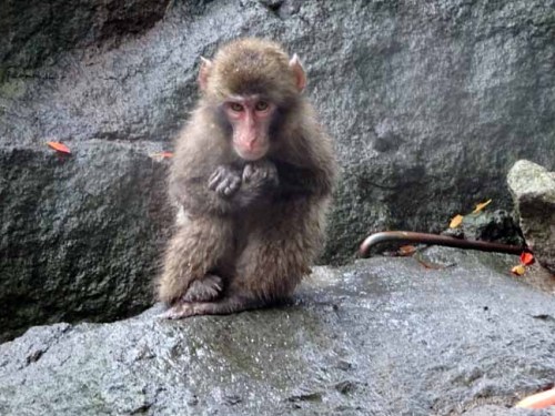 雨の日の猿君 (1).JPG