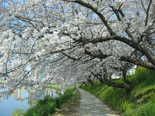 桜2012 012-1.jpg