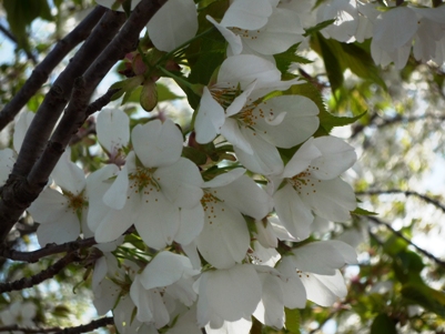 大島桜.JPG