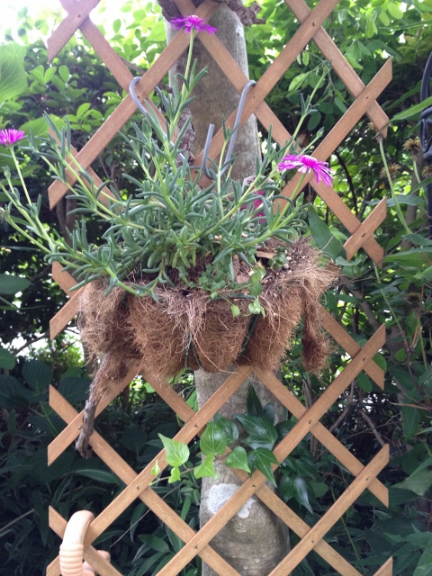 IMG_9192 (480x640).jpg