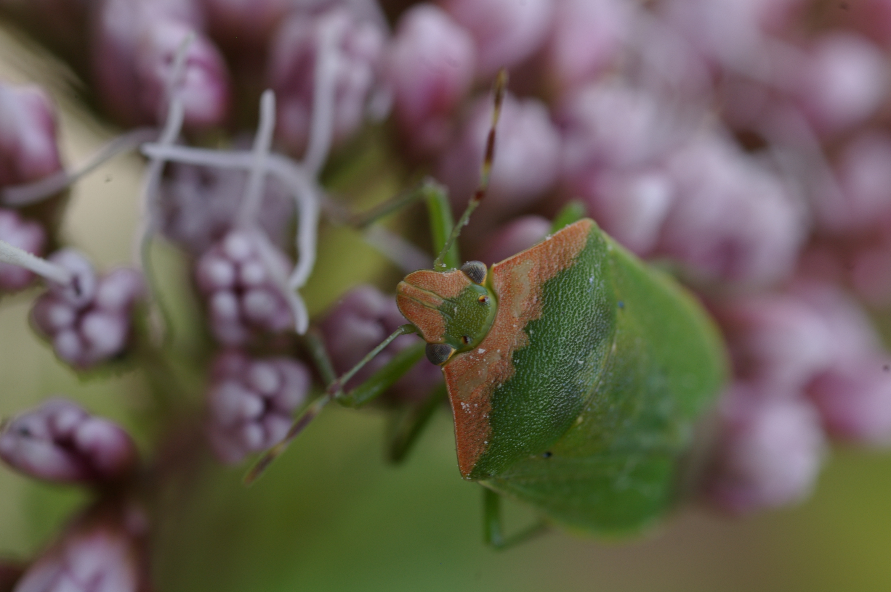 ミナミアオカメムシ
