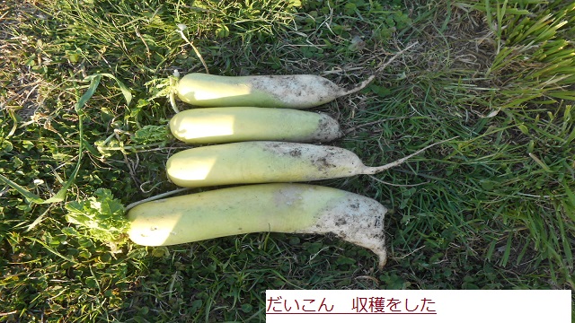 だいこん.JPG