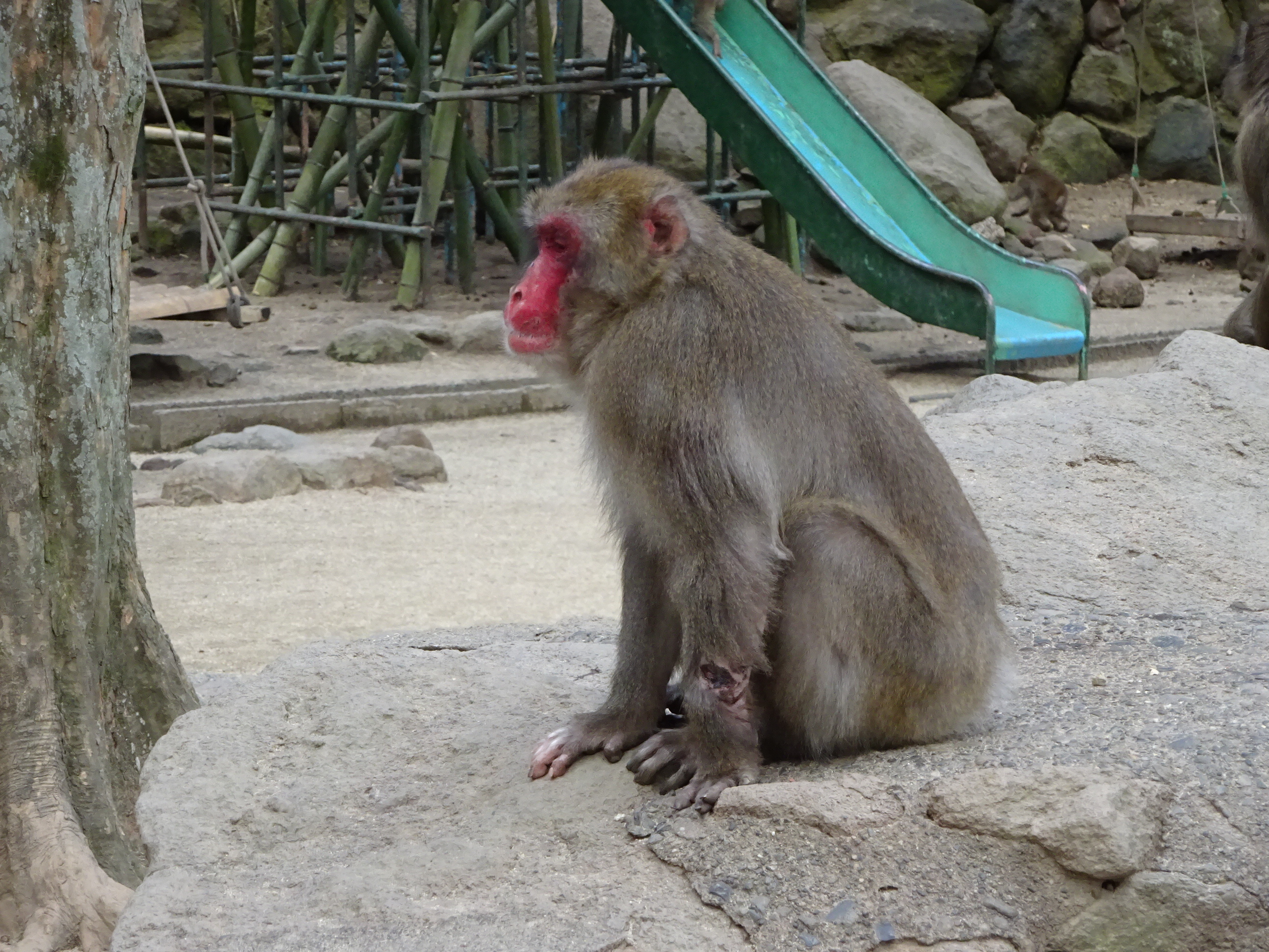 ナンチュウの恋 (6).JPG