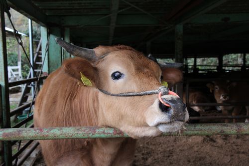 112713本山町赤牛500.jpg