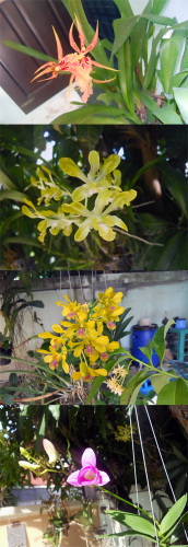 orchid TSURISINOBU.jpg