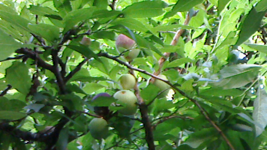 NEC_0084.JPG