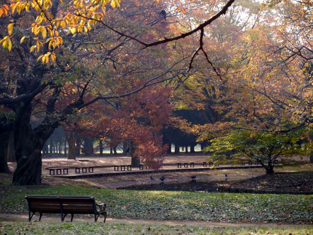 池の周り.jpg