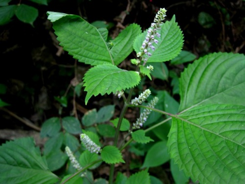 レモンエゴマの花 秋の高尾山での自然観察 続き その32 最終回 しろうと自然科学者の自然観察日記 楽天ブログ