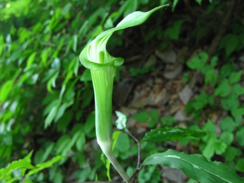 外形の変異が著しいマムシグサの仲間の花 4月末の八王子市 高尾山での自然観察記録 その11 しろうと自然科学者の自然観察日記 楽天ブログ