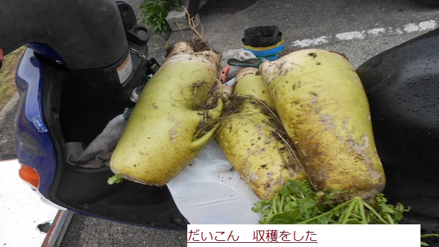 だいこん.JPG