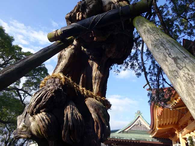新北（にきた ）神社 　飛龍木 瘤 (1).JPG