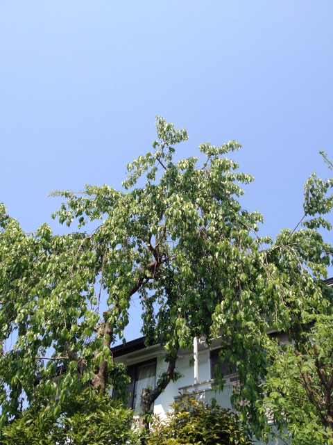 IMG_6999 (480x640).jpg