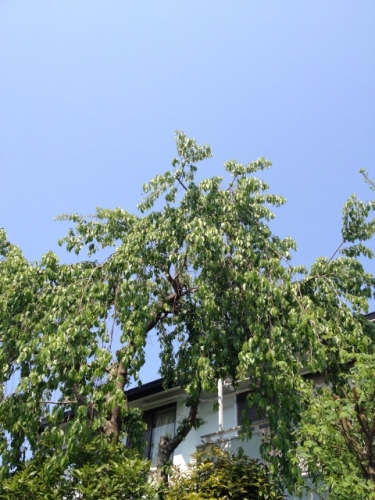 IMG_6999 (480x640).jpg