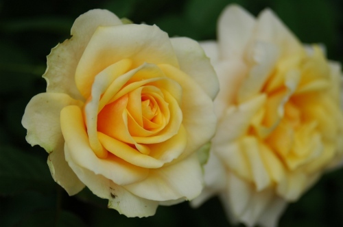 フォーエバーローズ