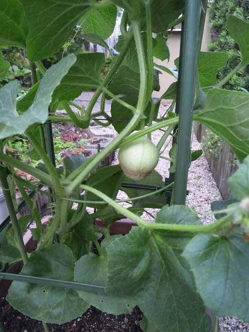 2016年６月ころたん1