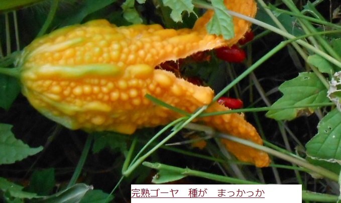 ごうや.JPG