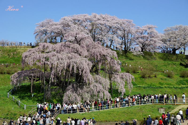 0428滝桜１.jpg