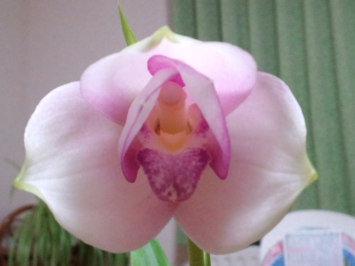 リカステの咲き始め。