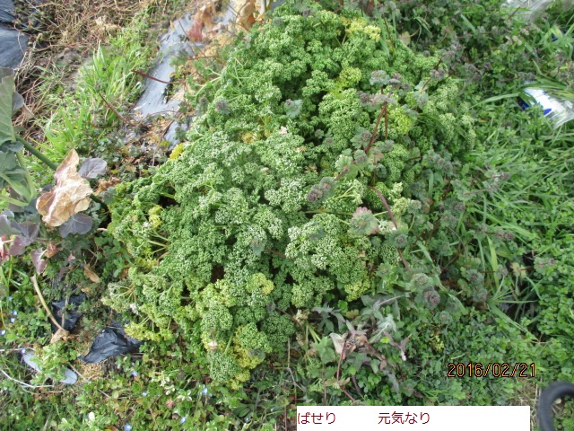 ばせり.JPG