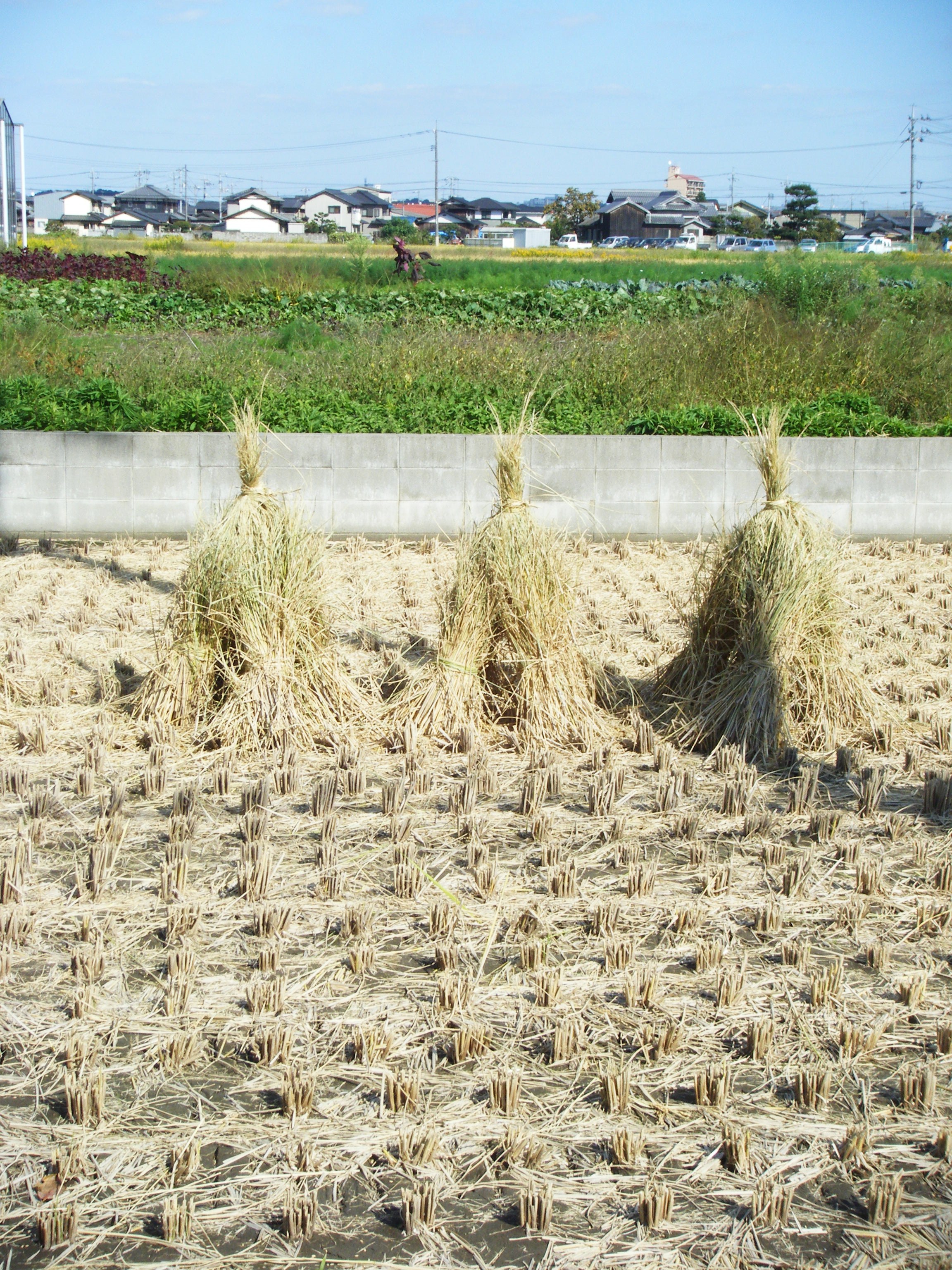 DSCF1212.jpg