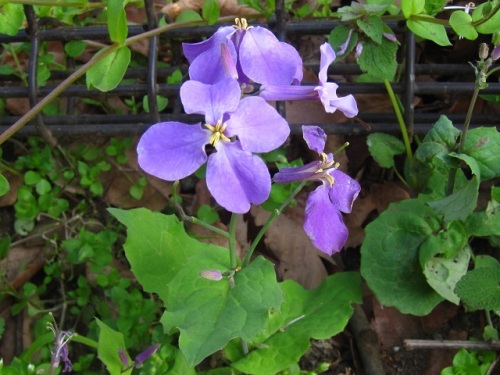 玉川上水の岸辺を紫色に染めるムラサキハナナの花 4月のウォーキングコースの植物 しろうと自然科学者の自然観察日記 楽天ブログ