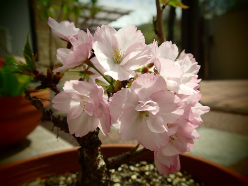 お伊勢さんの桜.jpg
