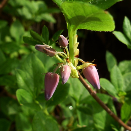 田代山の花1220140524.jpg