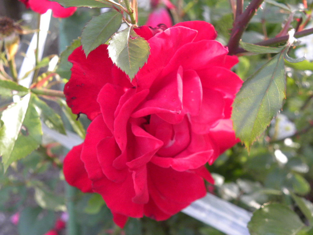 DSCN6976.JPG