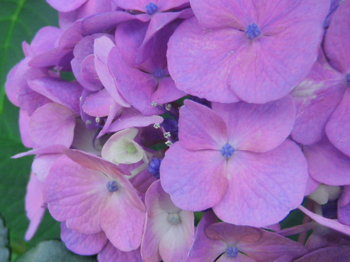 紫陽花.JPG