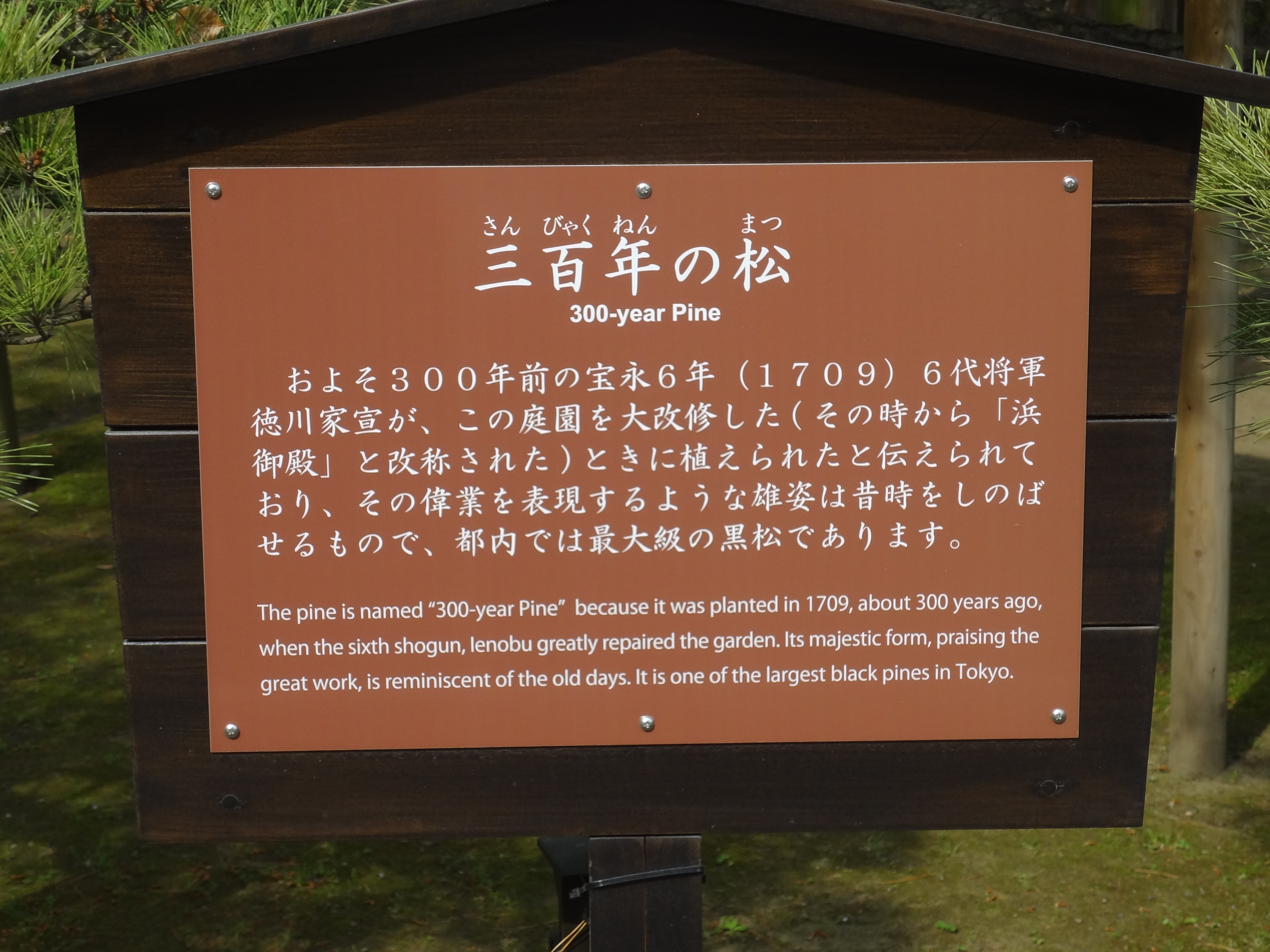 三百年の松説明.JPG