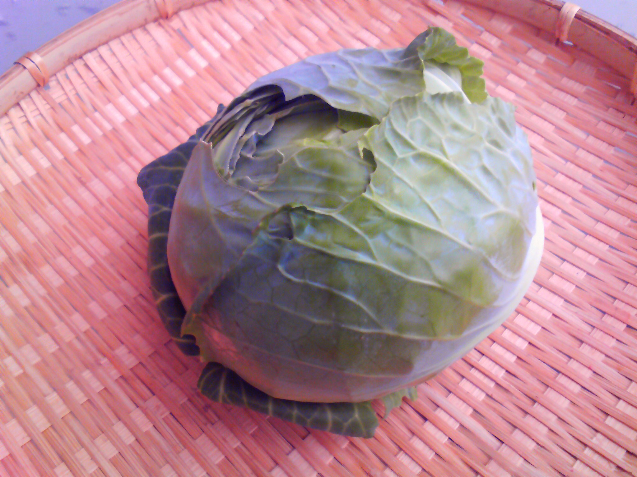 鈴なりキャベツ　収穫
