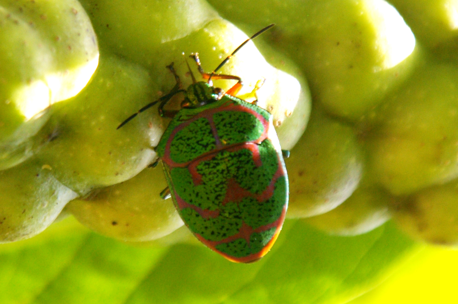 アカスジキンカメムシ