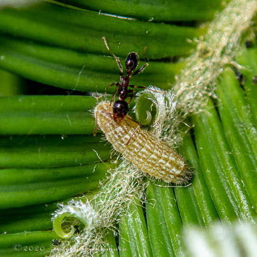 クロマダラソテツシジミ（幼虫）