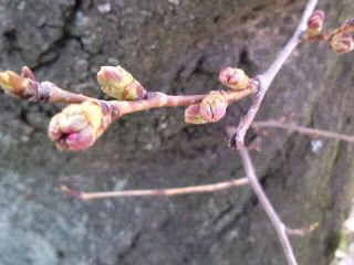 桜の蕾色づき始め2018