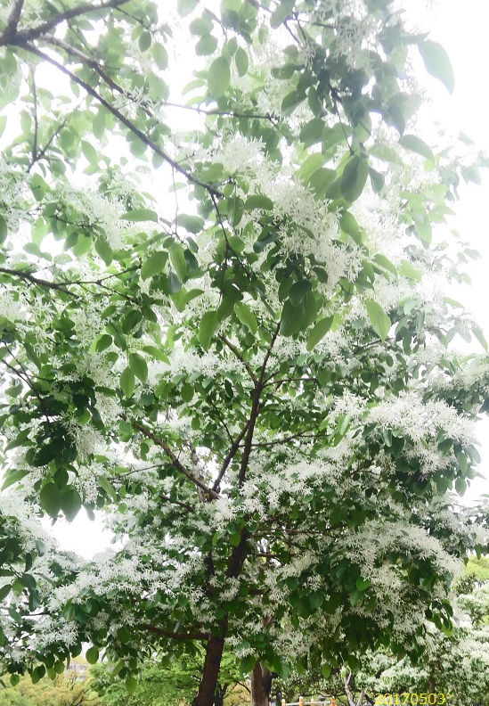木20170503.jpg