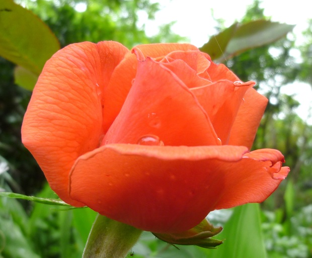 P1050047-001.JPG
