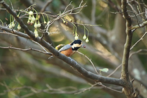 3MI3A57642015ヤマガラ.JPG