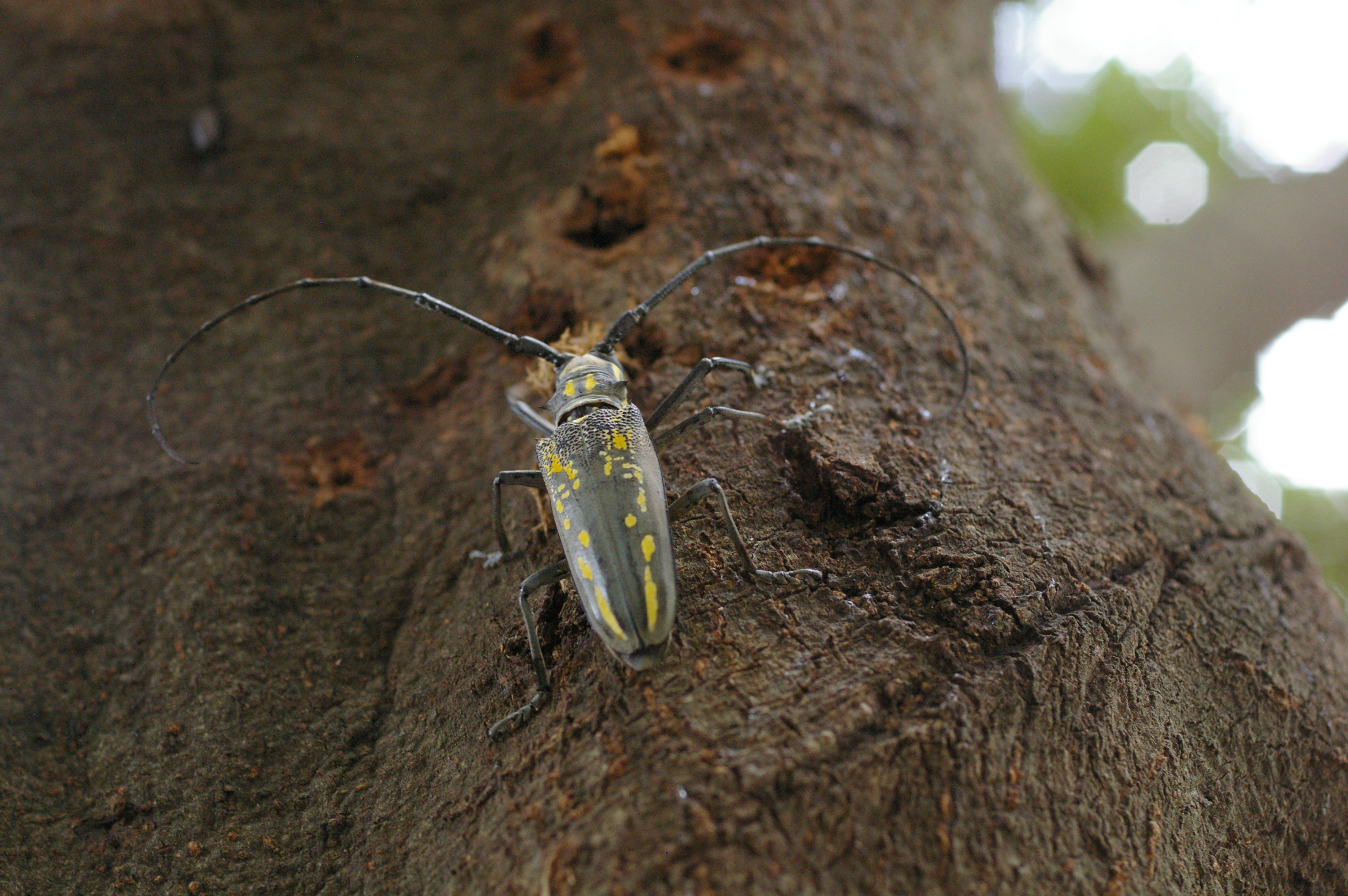 シロスジカミキリ