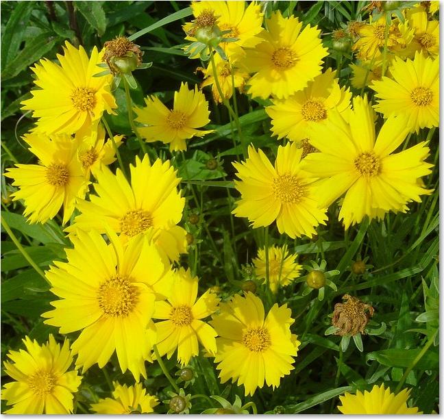 28黄色い花アップ