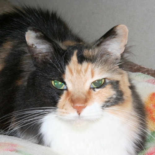 家族紹介用画像フォルダ