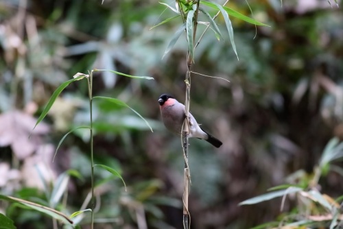 3E1A55122012ウソ.JPG