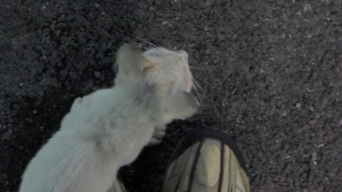 0猫が寄ってきた (3).JPG