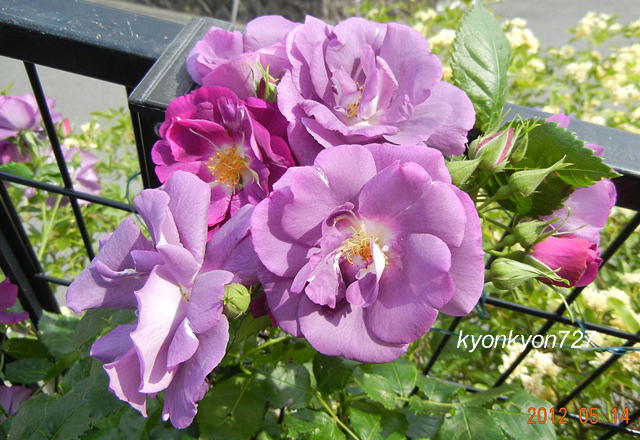 バラ・ラプソディー・イン・ブルー2