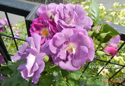 バラ・ラプソディー・イン・ブルー2