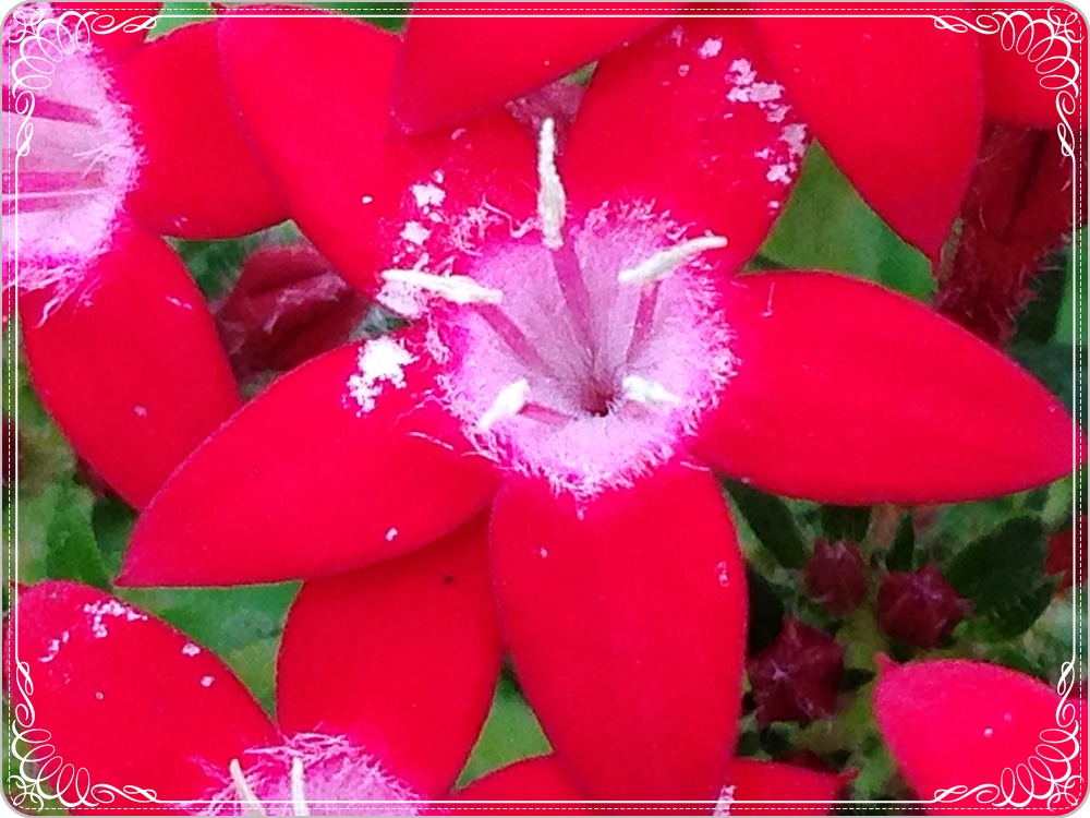 ペンタスアップ_2015-07-02_16-30-24.JPG