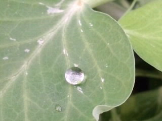 えんどうの葉っぱに水玉2014